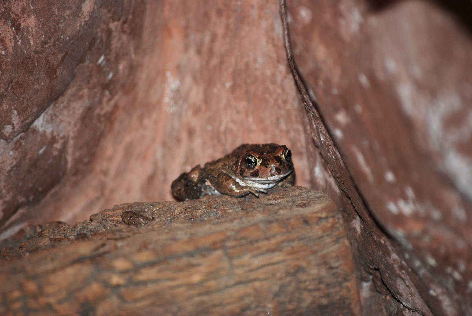 Karoo Toad at Prague, 25/08/12