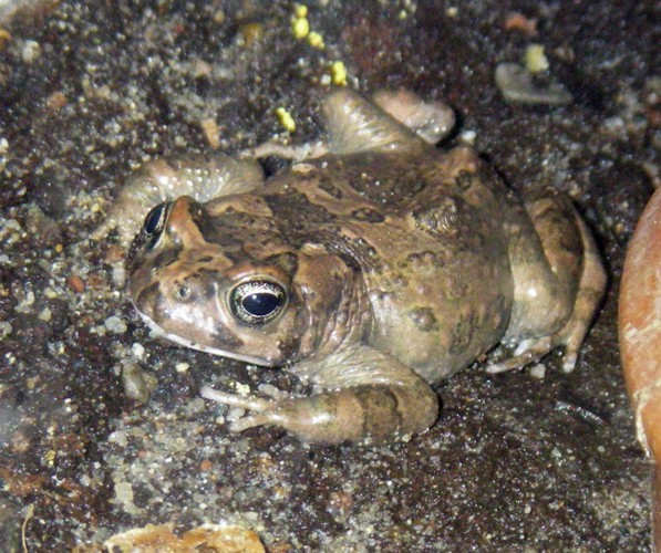 Karoo Toad (Bufo gariepensis)