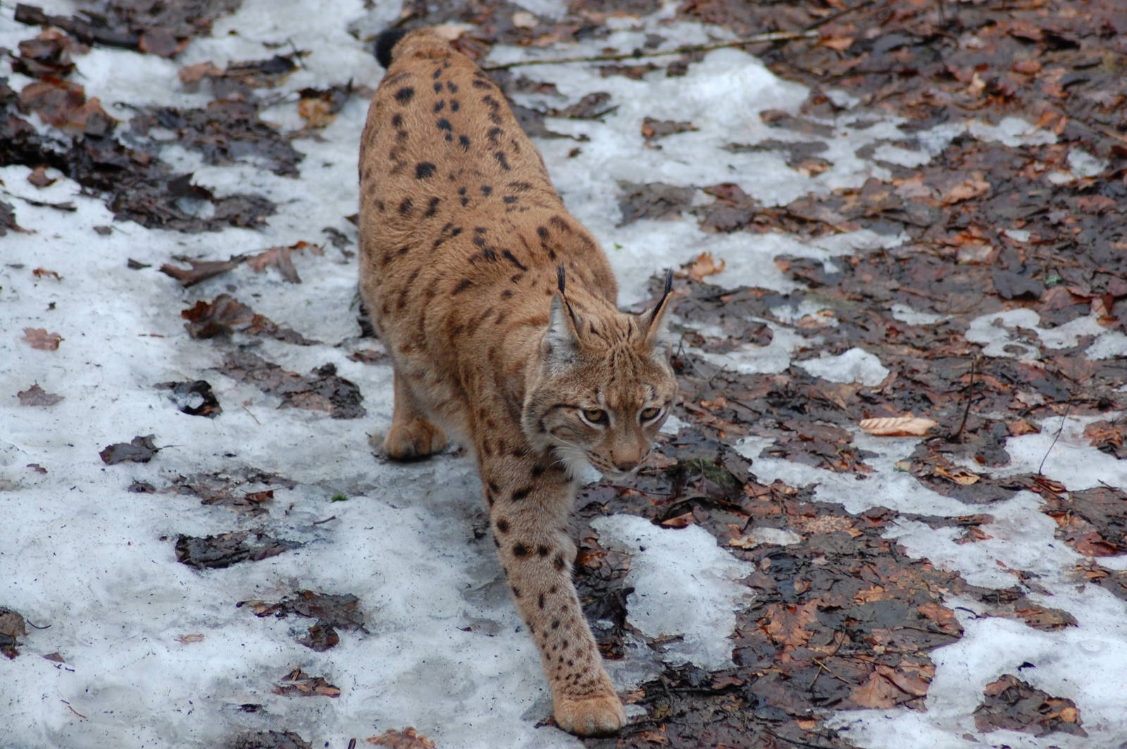 Karpaten lynx 08-01-2011