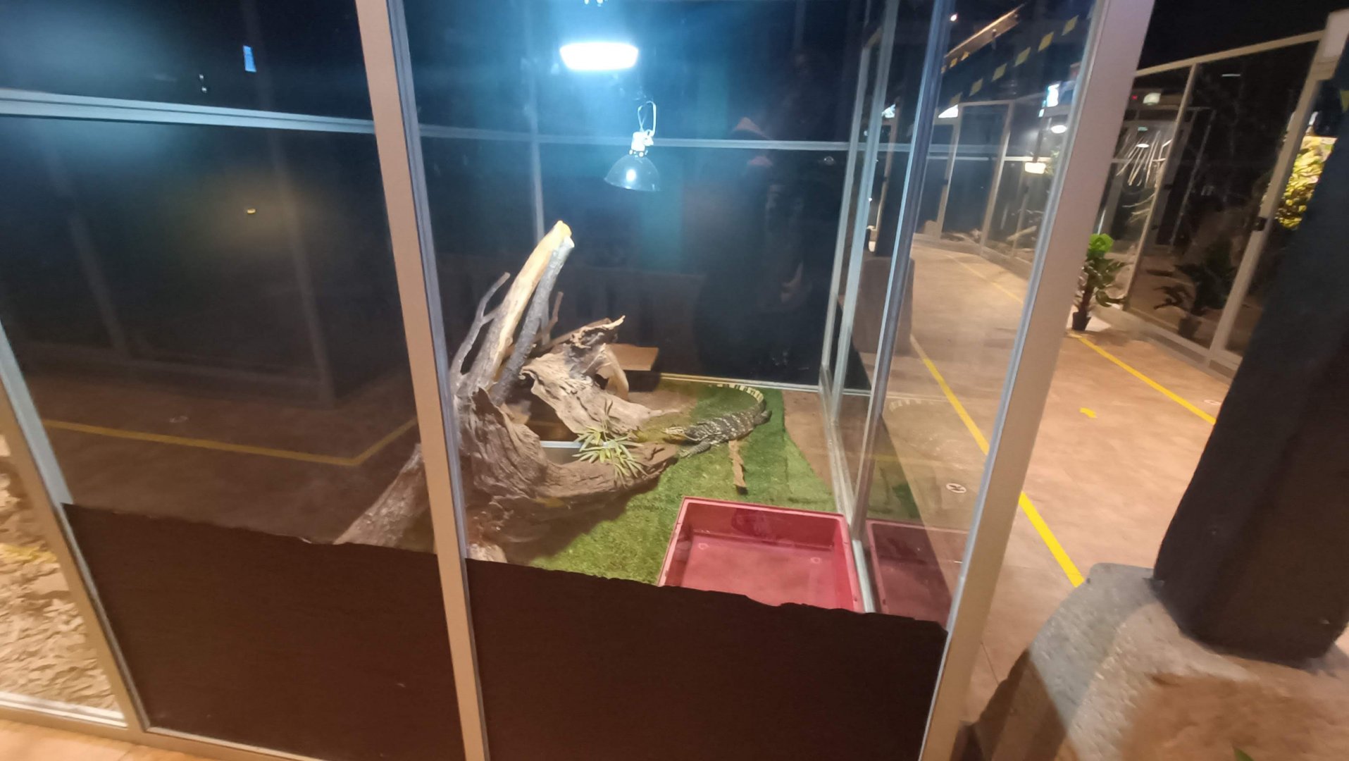 Karpín Fauna - Asian water monitor enclosure