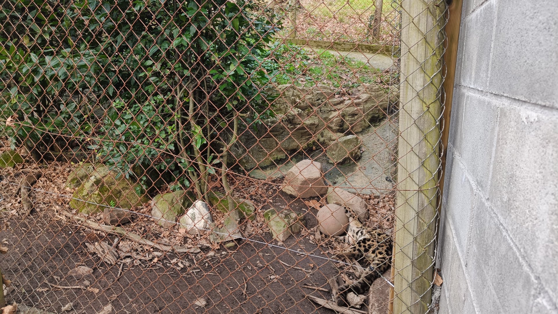 Karpín Fauna - Clouded leopard
