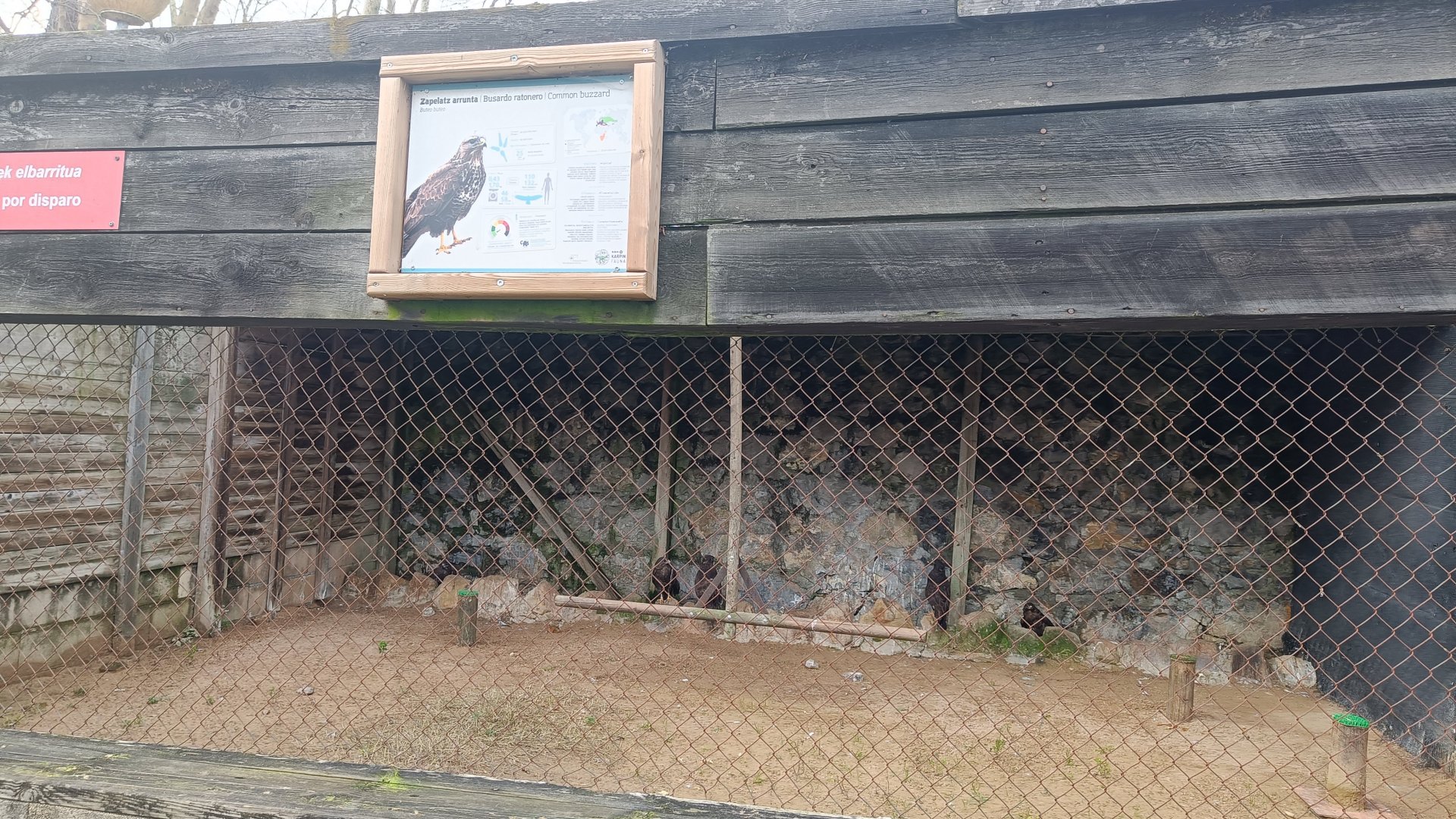 Karpín Fauna - Common buzzard enclosure