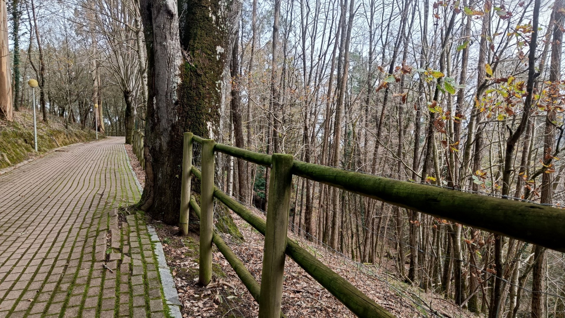 Karpín Fauna - Roe deer enclosure