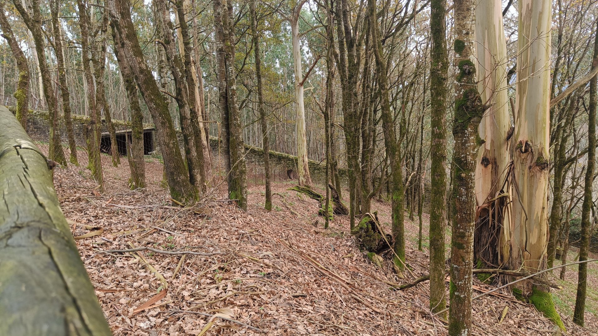 Karpín Fauna - Roe deer enclosure