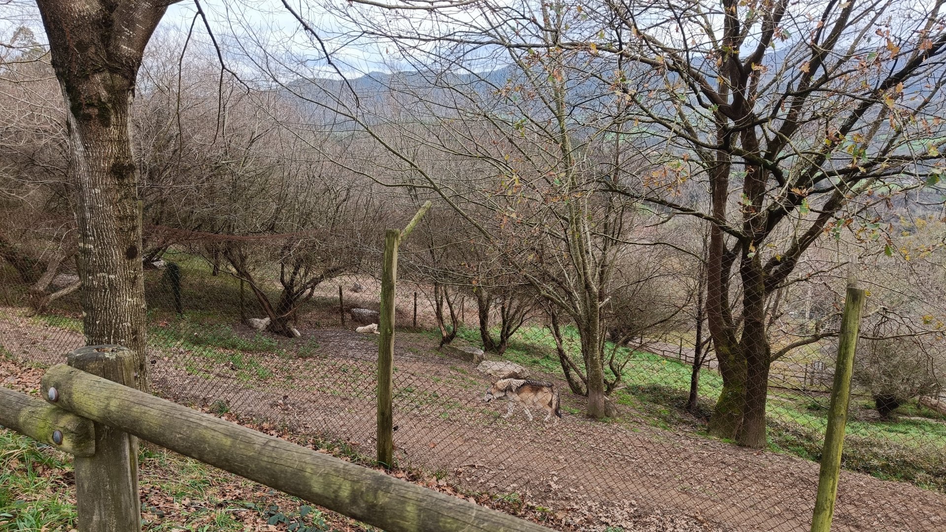 Karpín Fauna - Wolf enclosure
