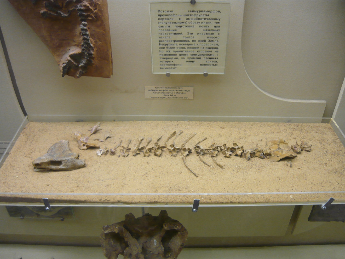 Karpinskiosaurus secundus skeleton