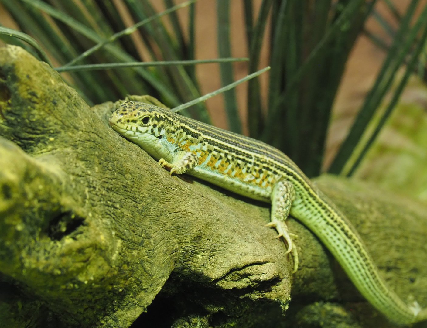 Karsten's girdled lizard (Zonosaurus karsteni), 2020-09-02
