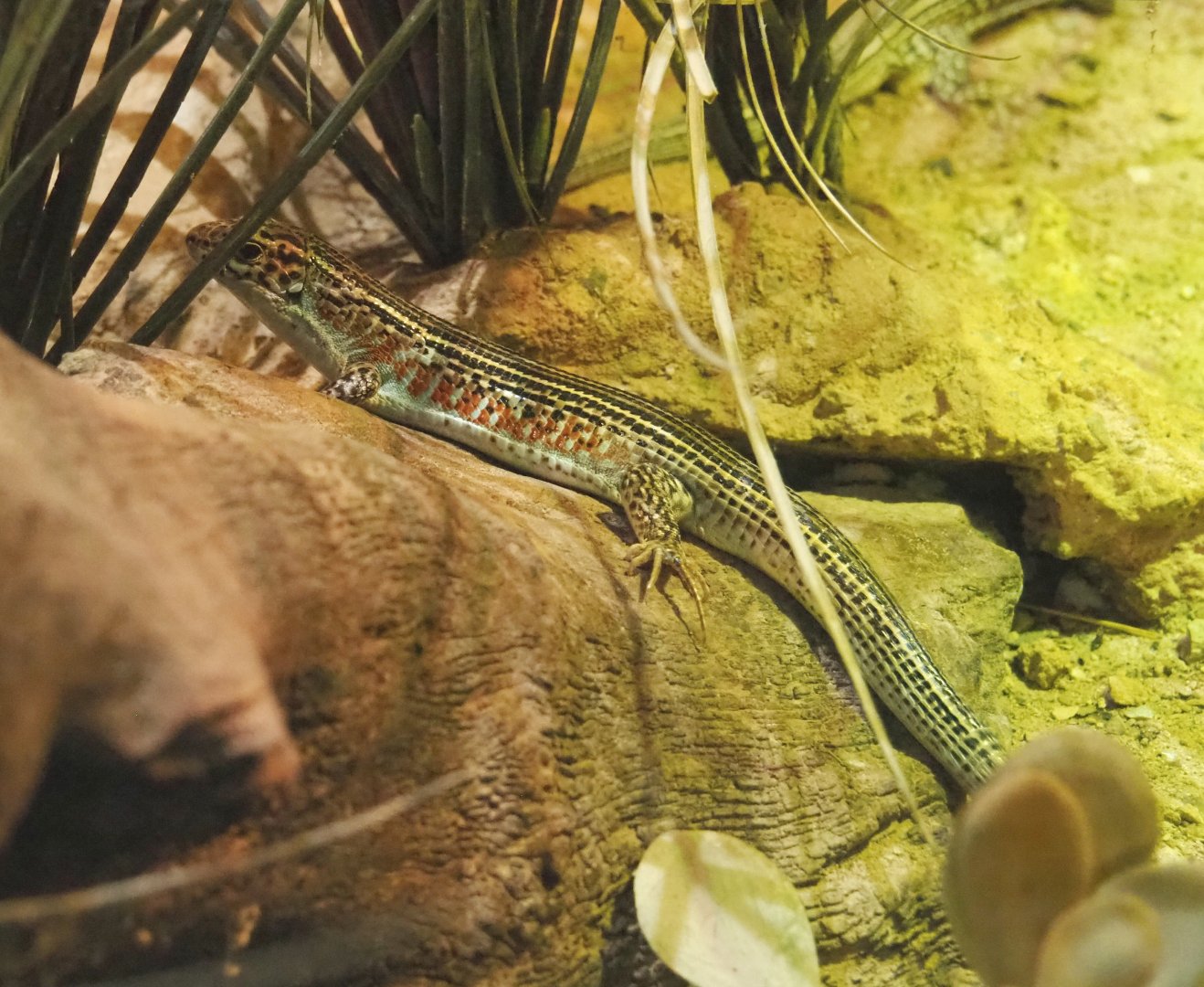 Karsten's girdled lizard (Zonosaurus karsteni), 2021-09-03