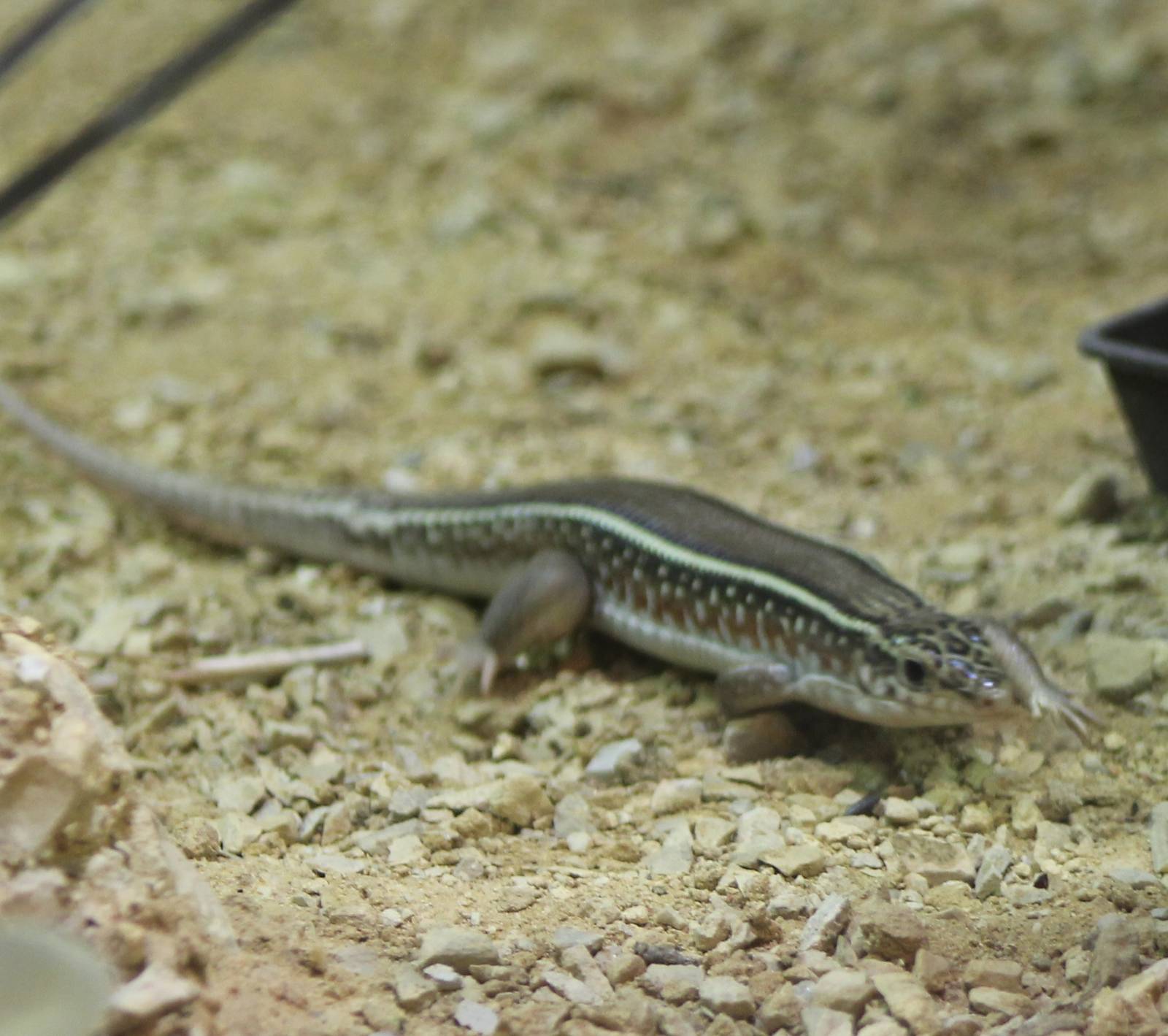 Karsten's girdled lizard