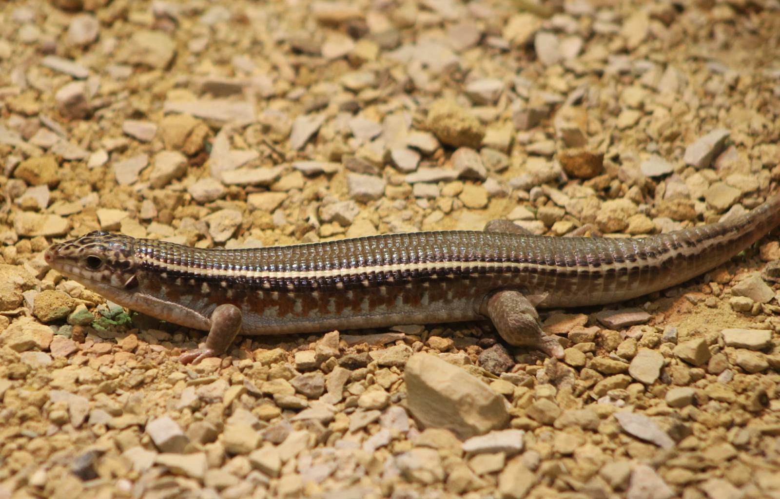 Karsten's girdled lizard