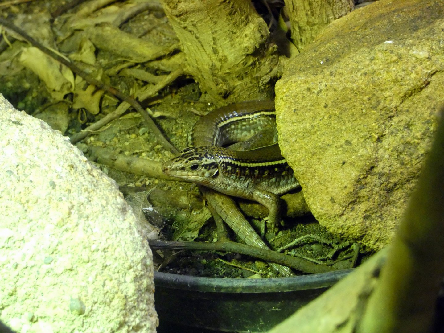 Karsten’s girdled lizard