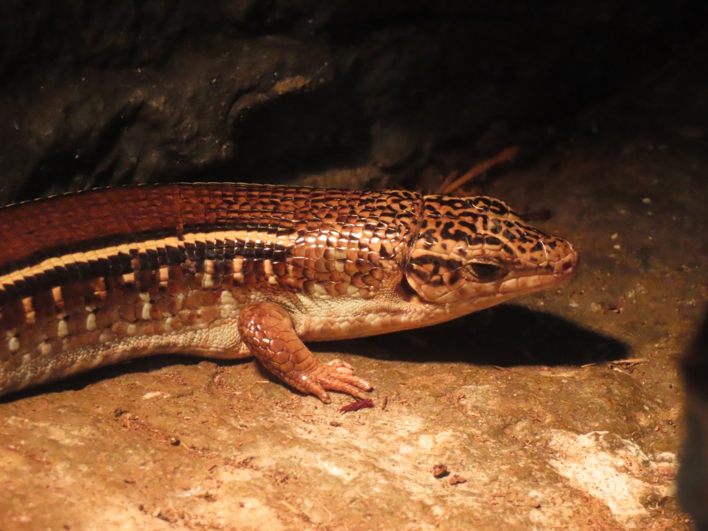Karsten’s Plated Lizard (Zonosaurus karsteni)