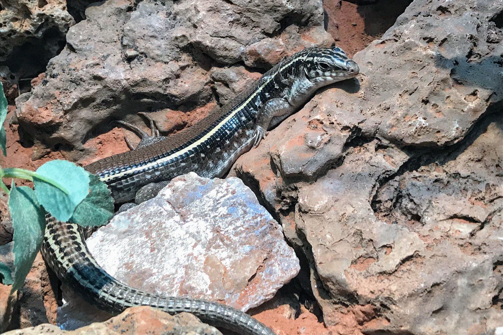 Karsten's Plated Lizard