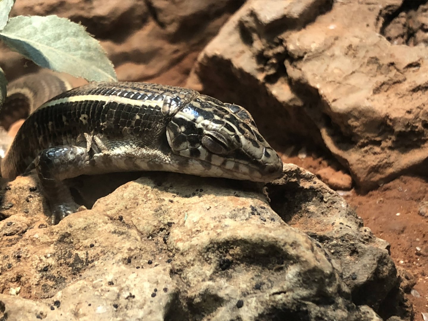 Karsten's Plated Lizard