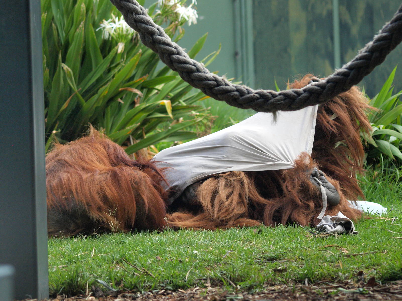 Karta and Kluet playing together