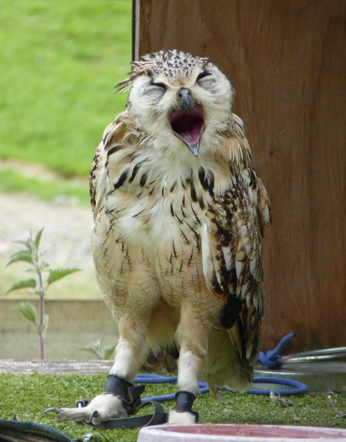 Karulah the Bengal Eagle Owl