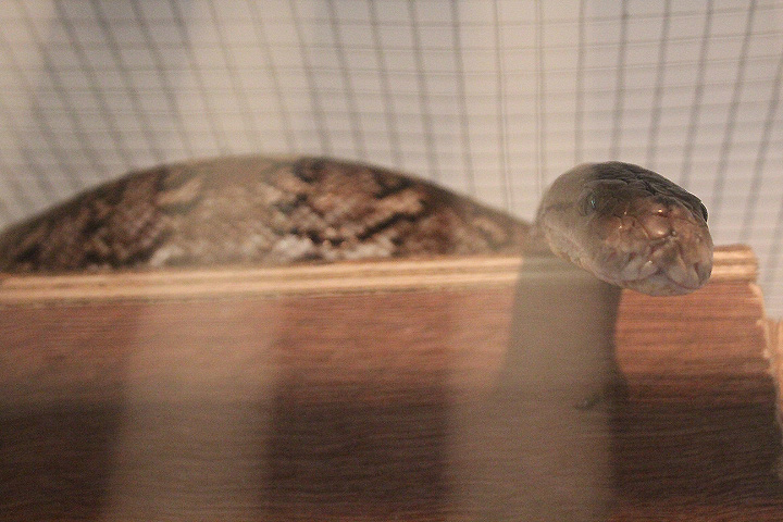 Karumpalompo reticulated python (Malayopython reticulatus jampeanus 'karompa') - PCBA