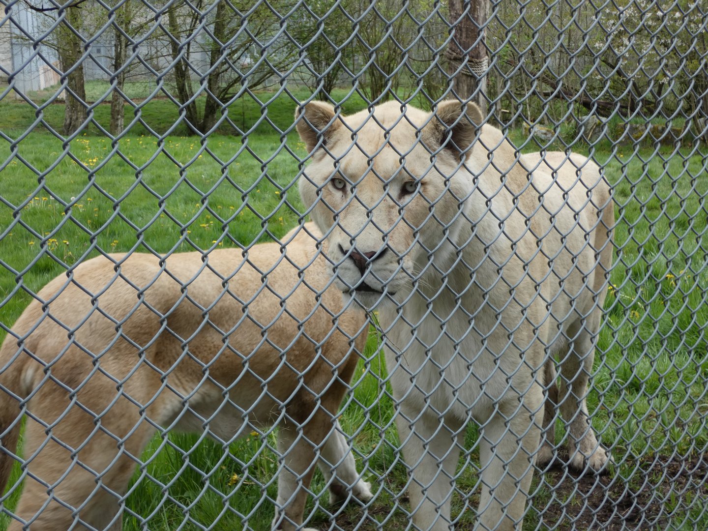 Kasal and Prim (White lions)
