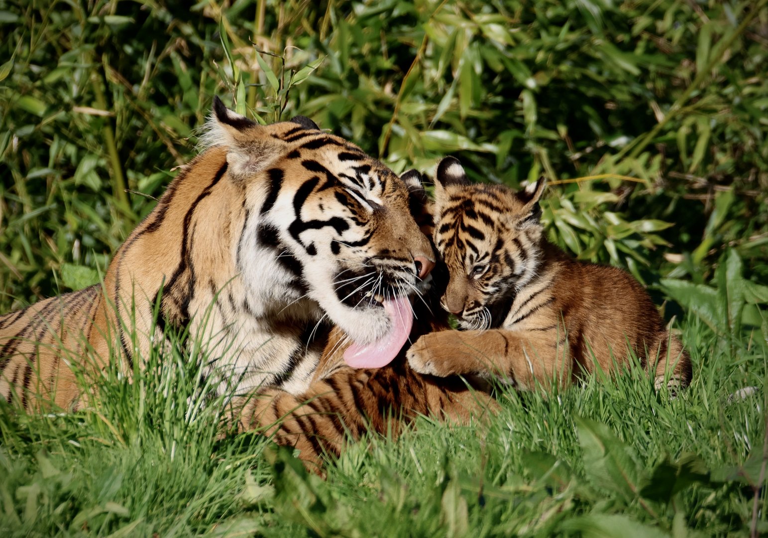 Kasarna grooming cub