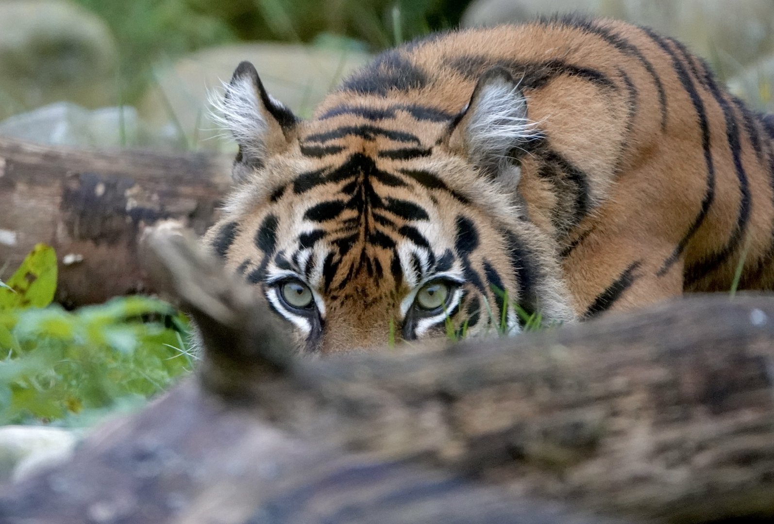 Kasarna - Sumatran Tiger