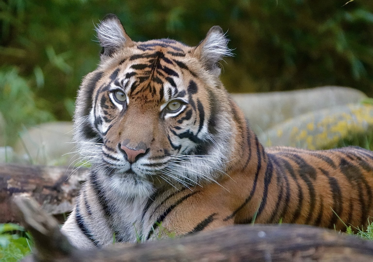 Kasarna - Sumatran Tiger