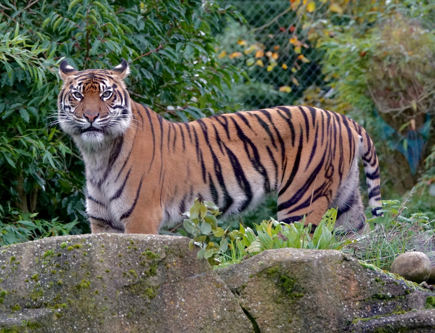 Kasarna - Sumatran Tiger