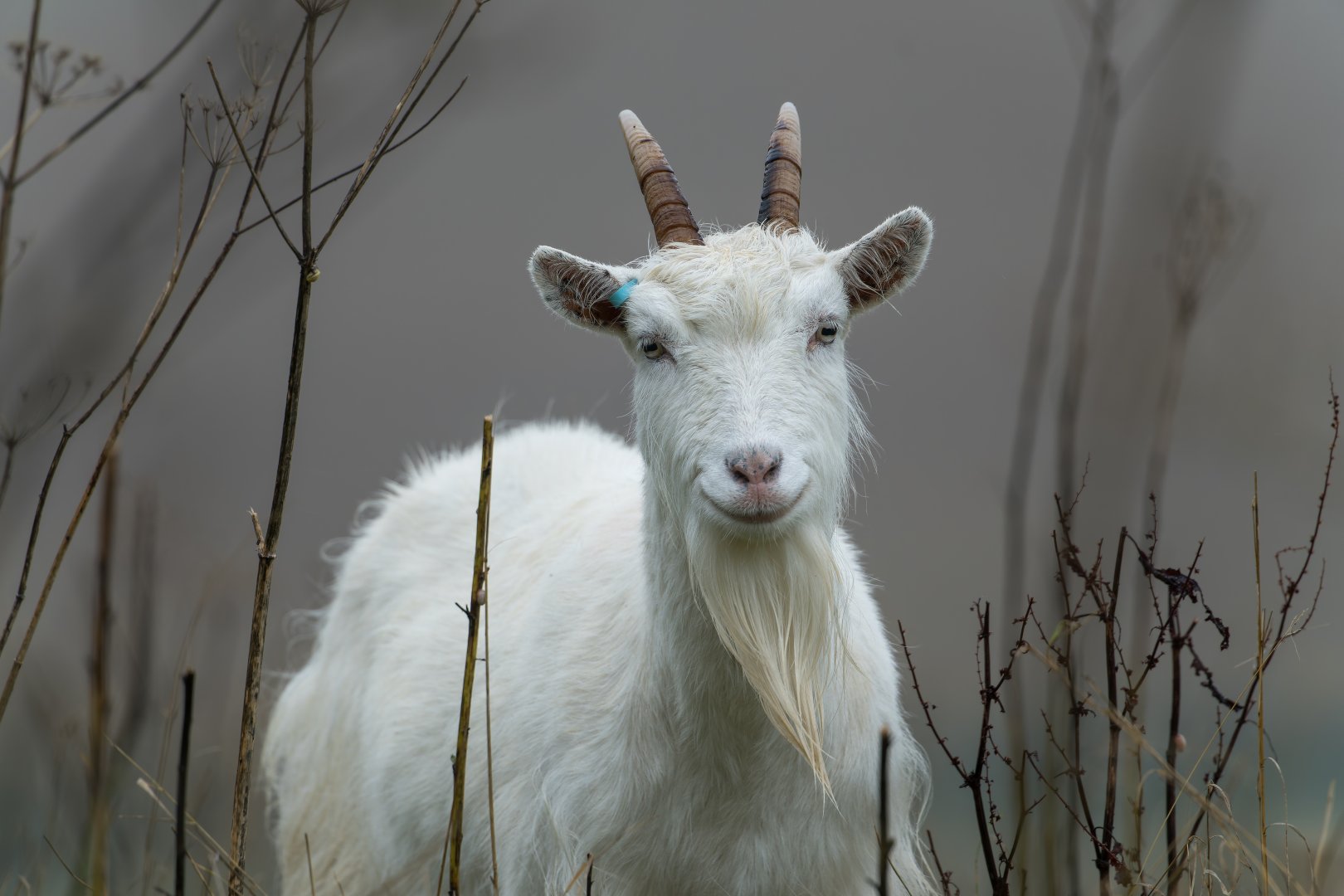 Kashmir / Cashmere Goat, ZSL Whipsnade, UK