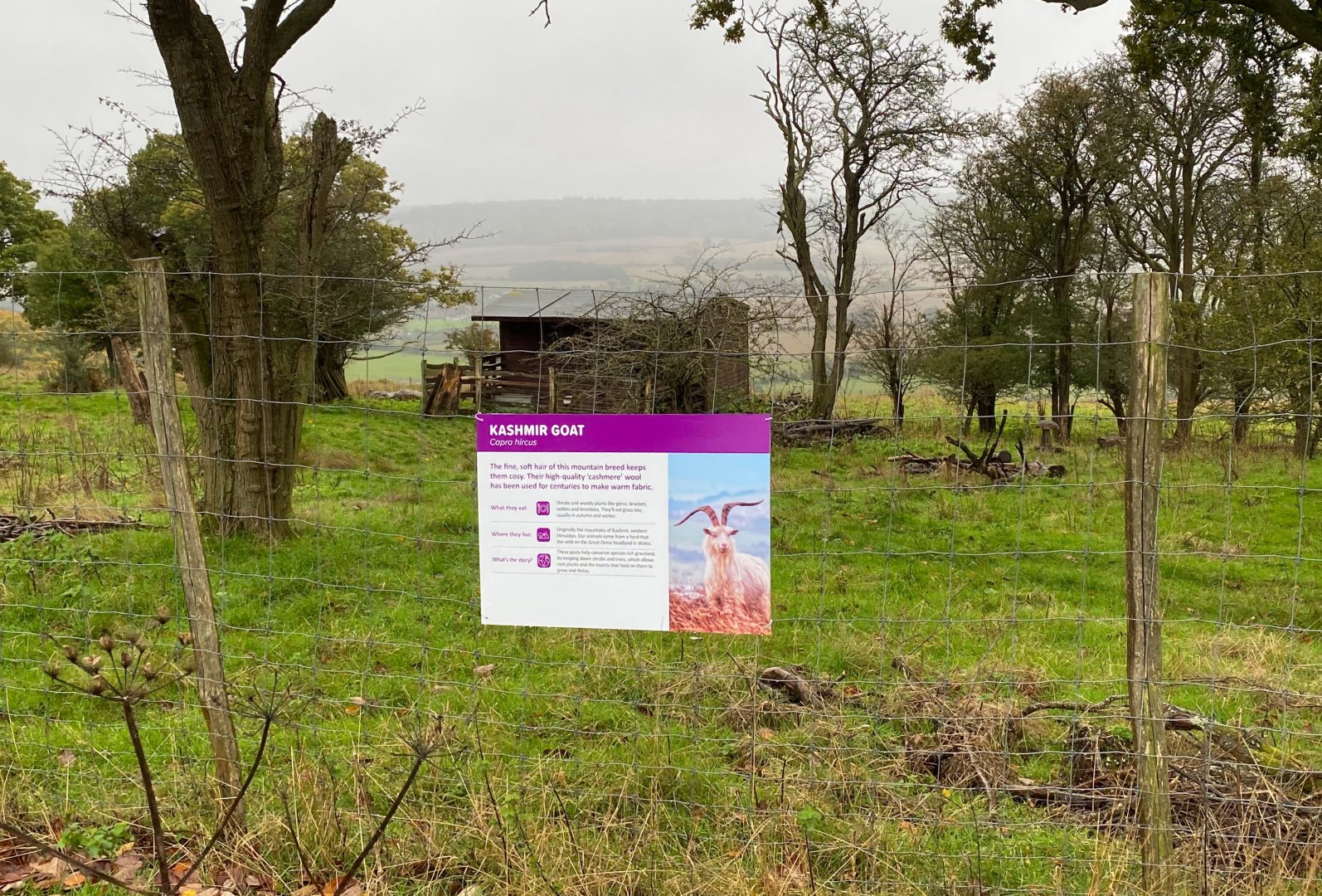 Kashmir goat signage, ZSL Whipsnade, UK