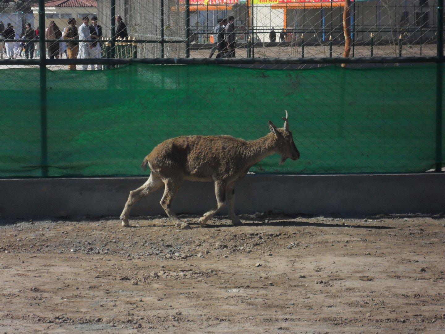 Kashmir Markhor, female - Peshawar zoo 17/2/2018