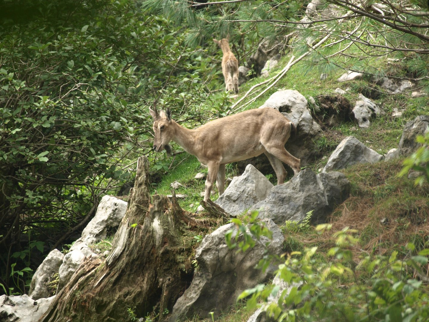 Kashmir markhor - Lalazar Wildlife Park 10/7/2018