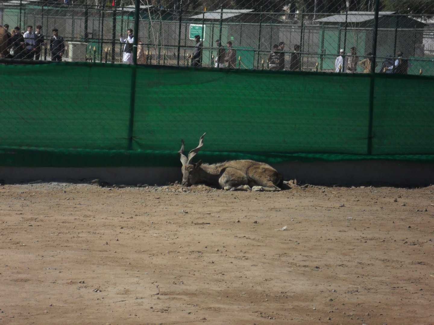 Kashmir Markhor, male - Peshawar zoo 17/2/2018