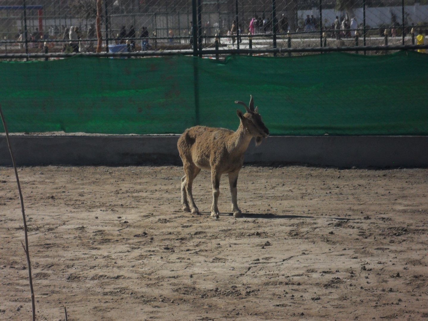 Kashmir Markhor - Peshawar zoo 17/2/2018