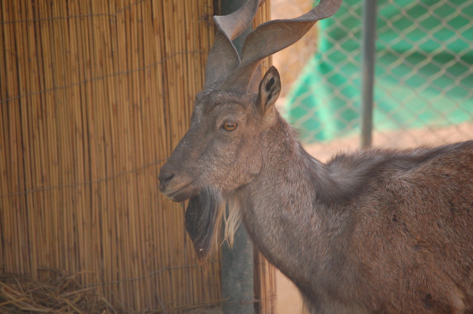 Kashmir markhor - Peshawar zoo 8/12/2018