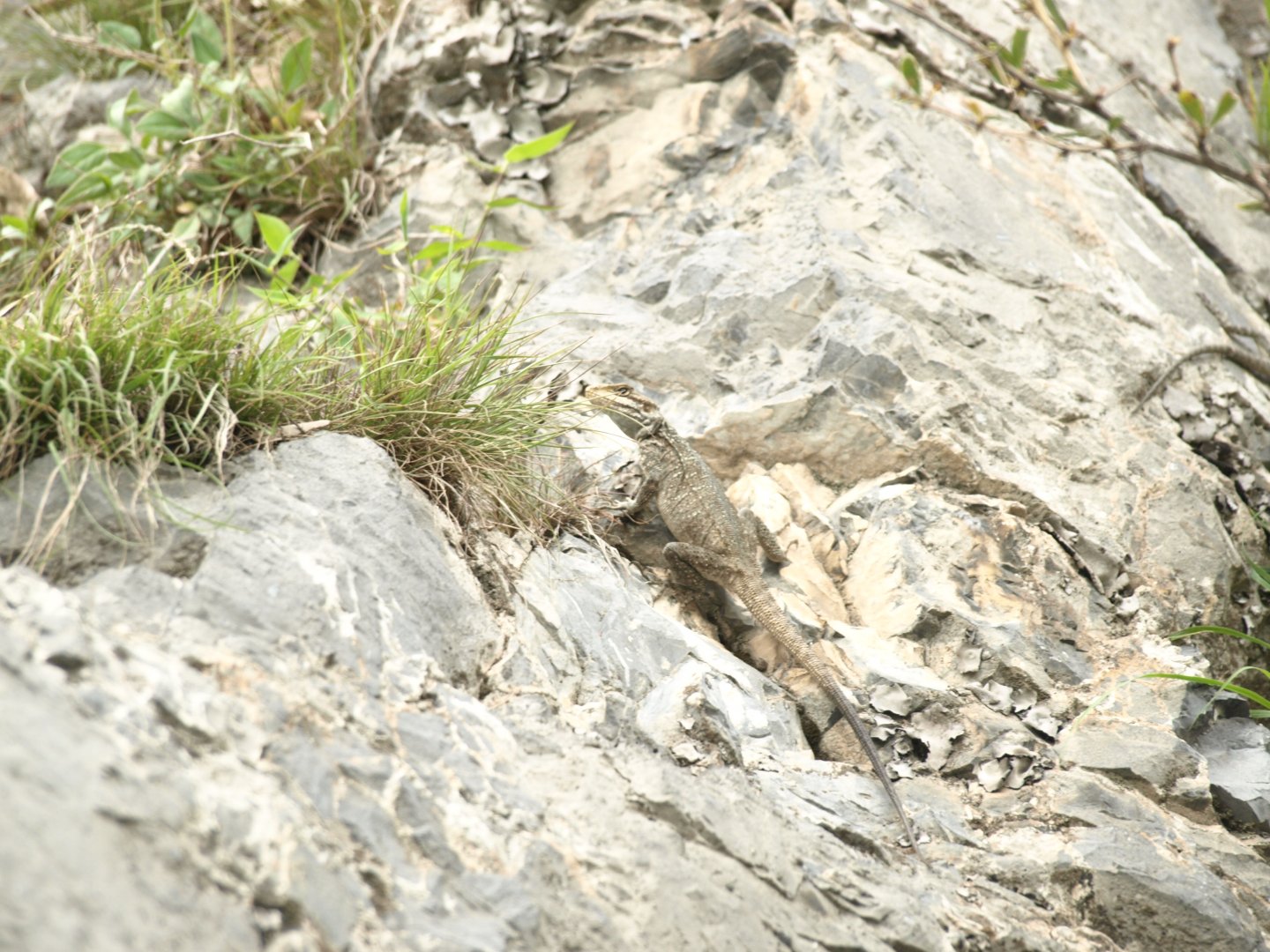 Kashmir rock agama - Ayubia NP 9/7/2018
