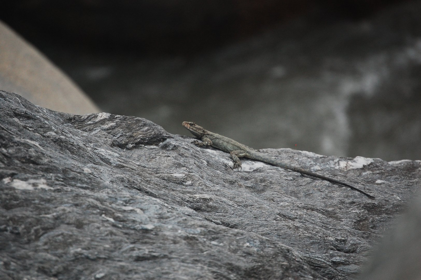 Kashmir rock agama - Kaghan valley 7/3/2019
