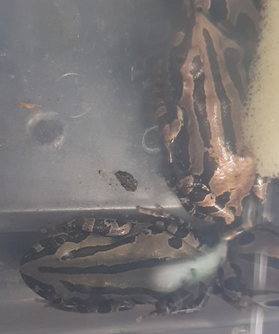 Kassina senegalensis