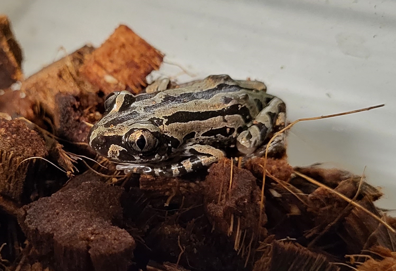 Kassina senegalensis