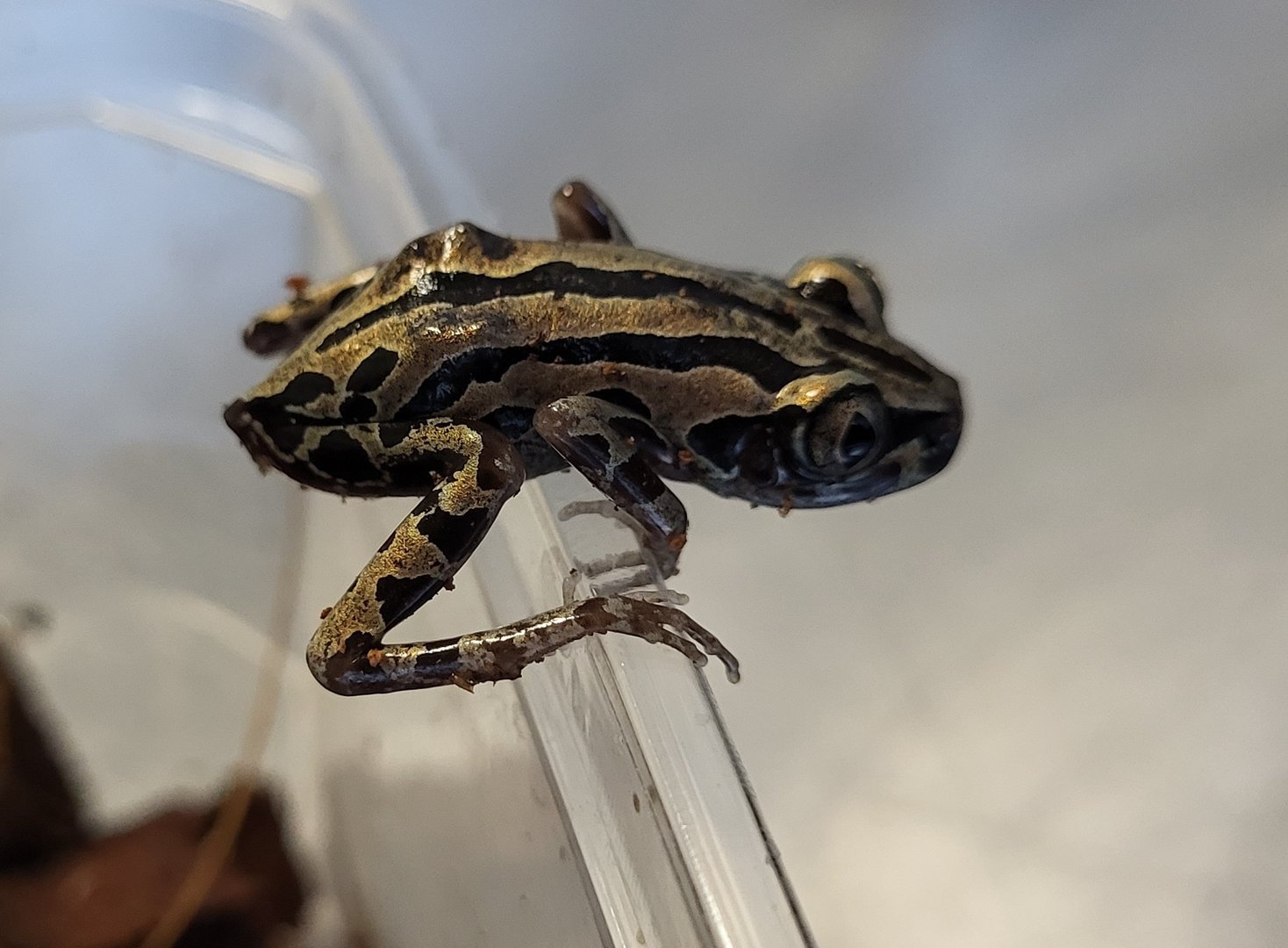 Kassina senegalensis