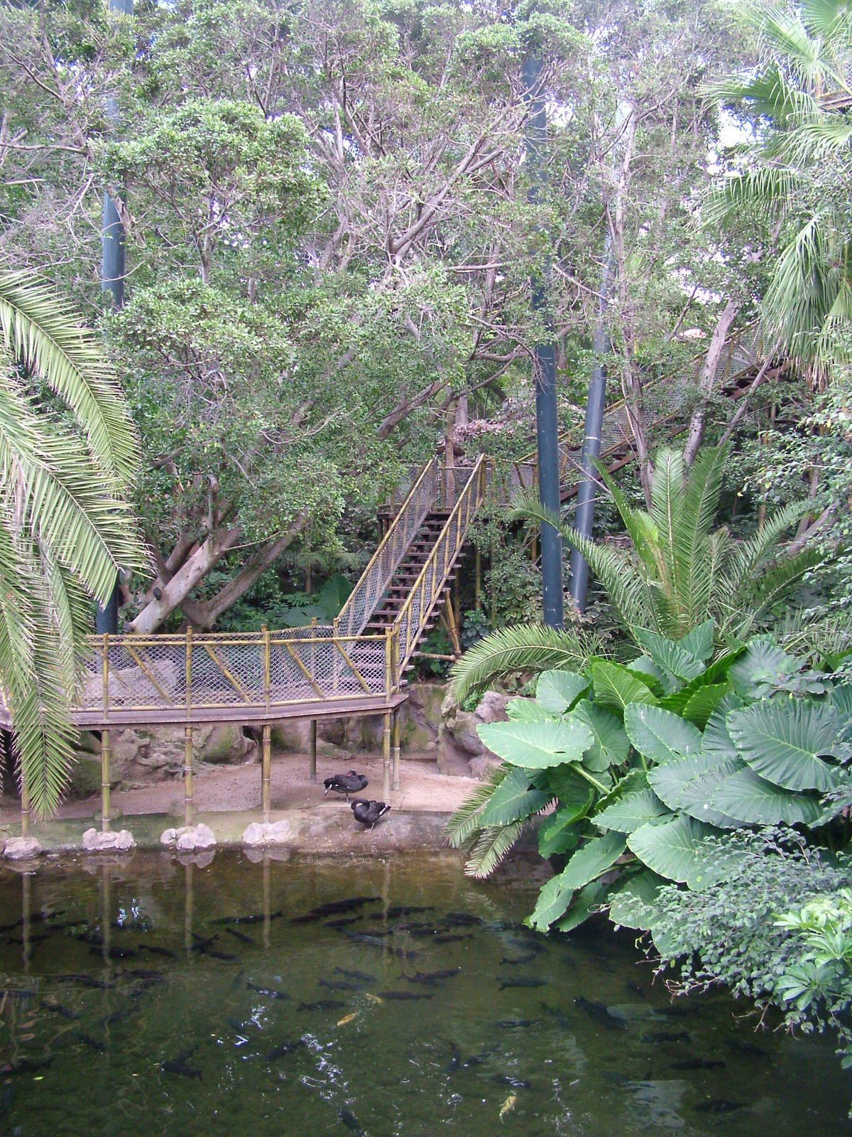Katandra Treetops at Loro Parque, 08/11/10