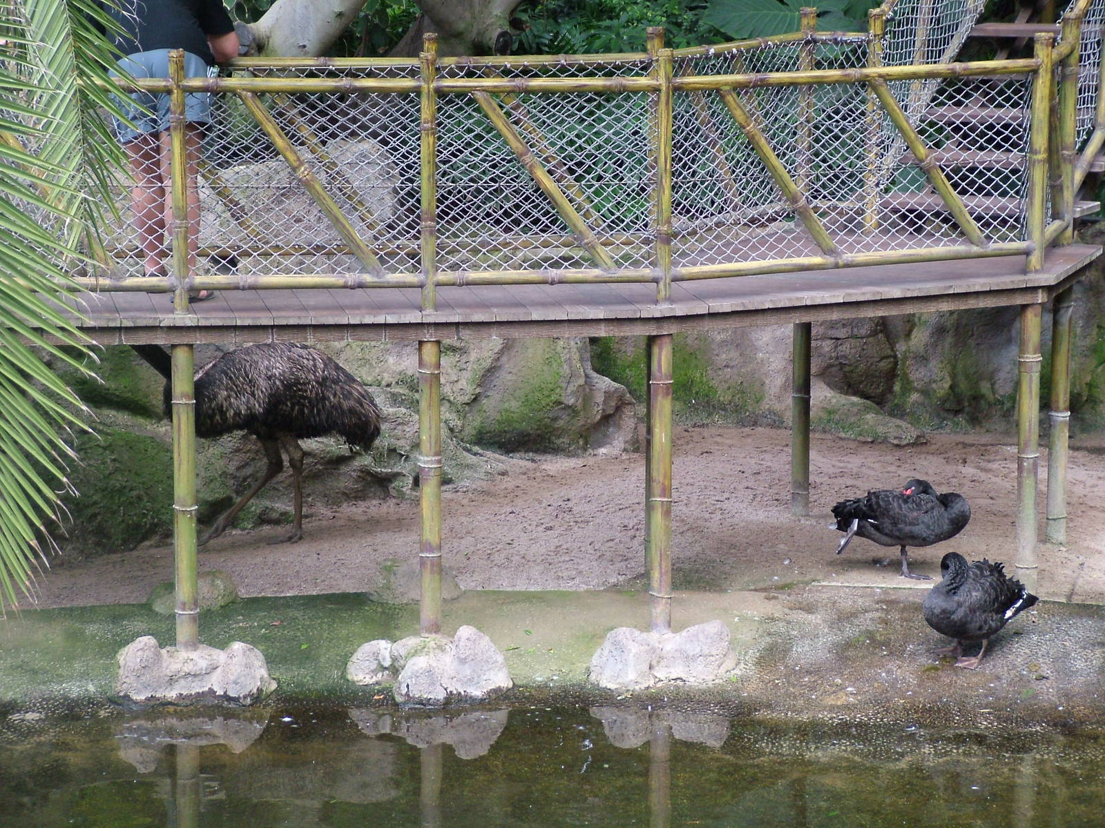 Katandra Treetops at Loro Parque, 08/11/10