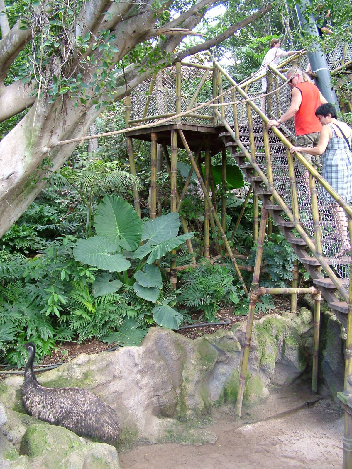 Katandra Treetops at Loro Parque, 08/11/10