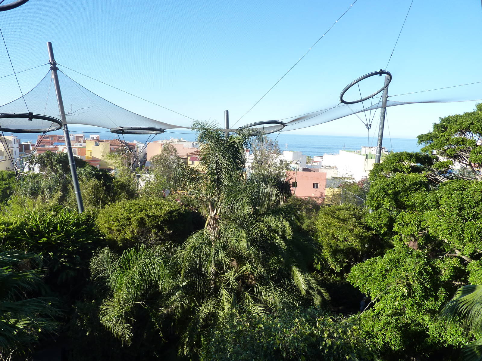 Katandra treetops, December 2012