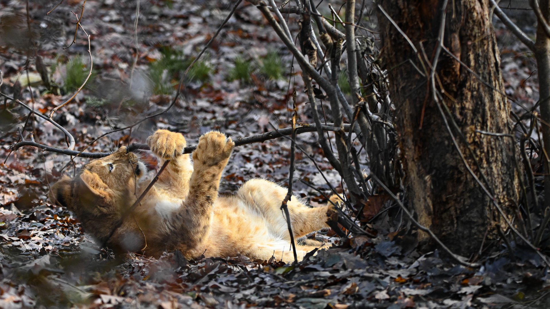 Katanga lion cub