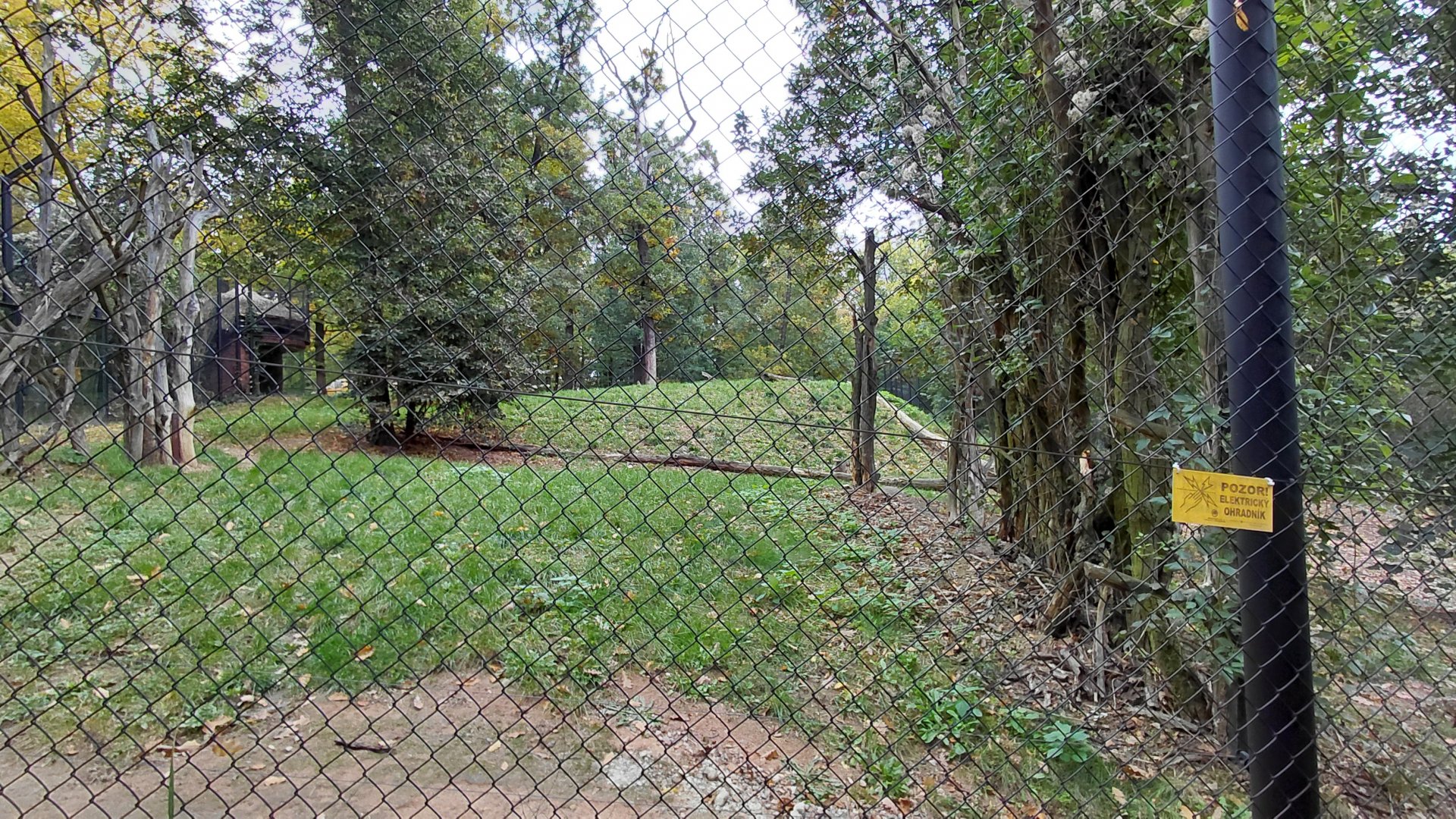 Katanga lion exhibit