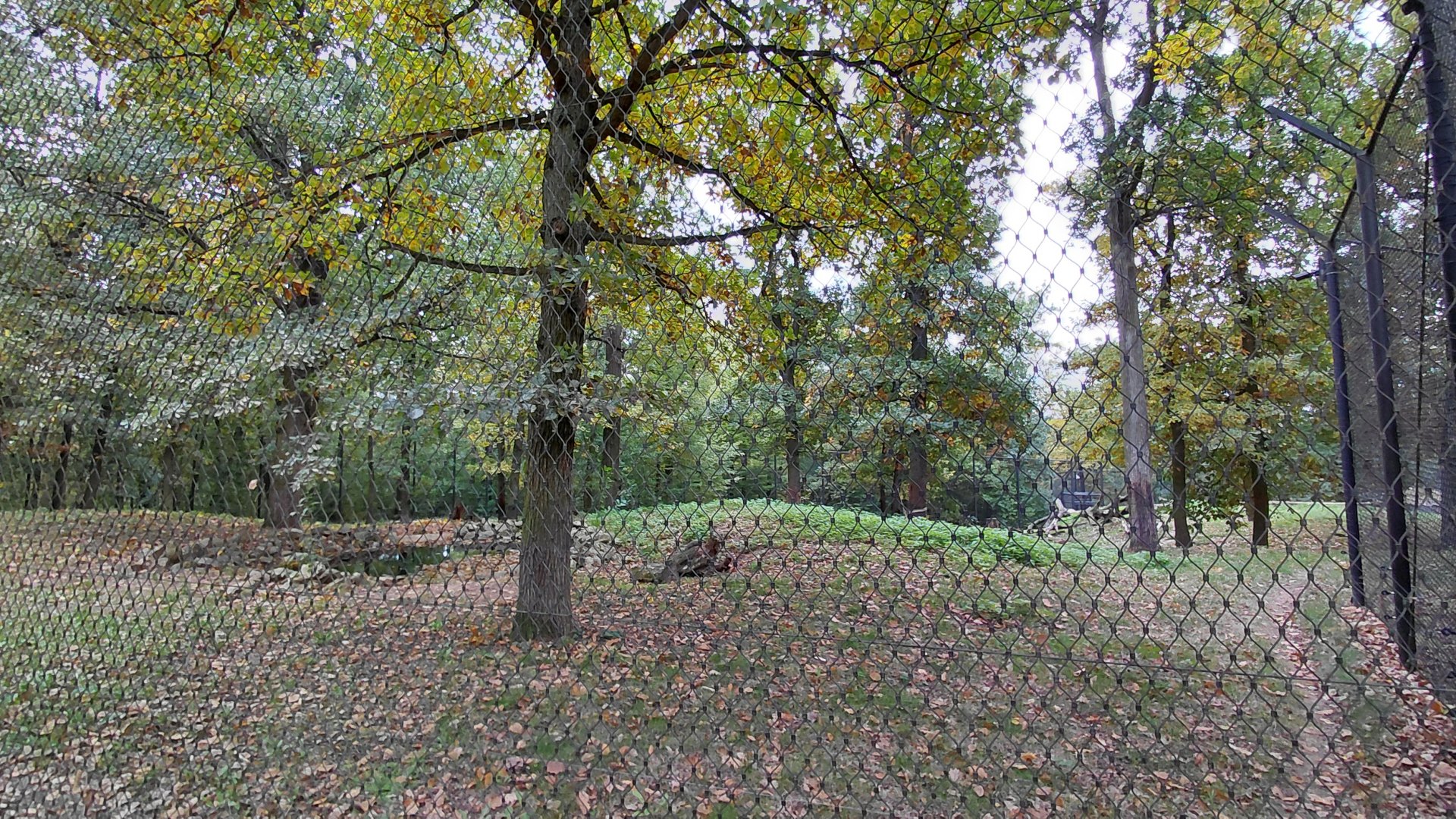 Katanga lion exhibit