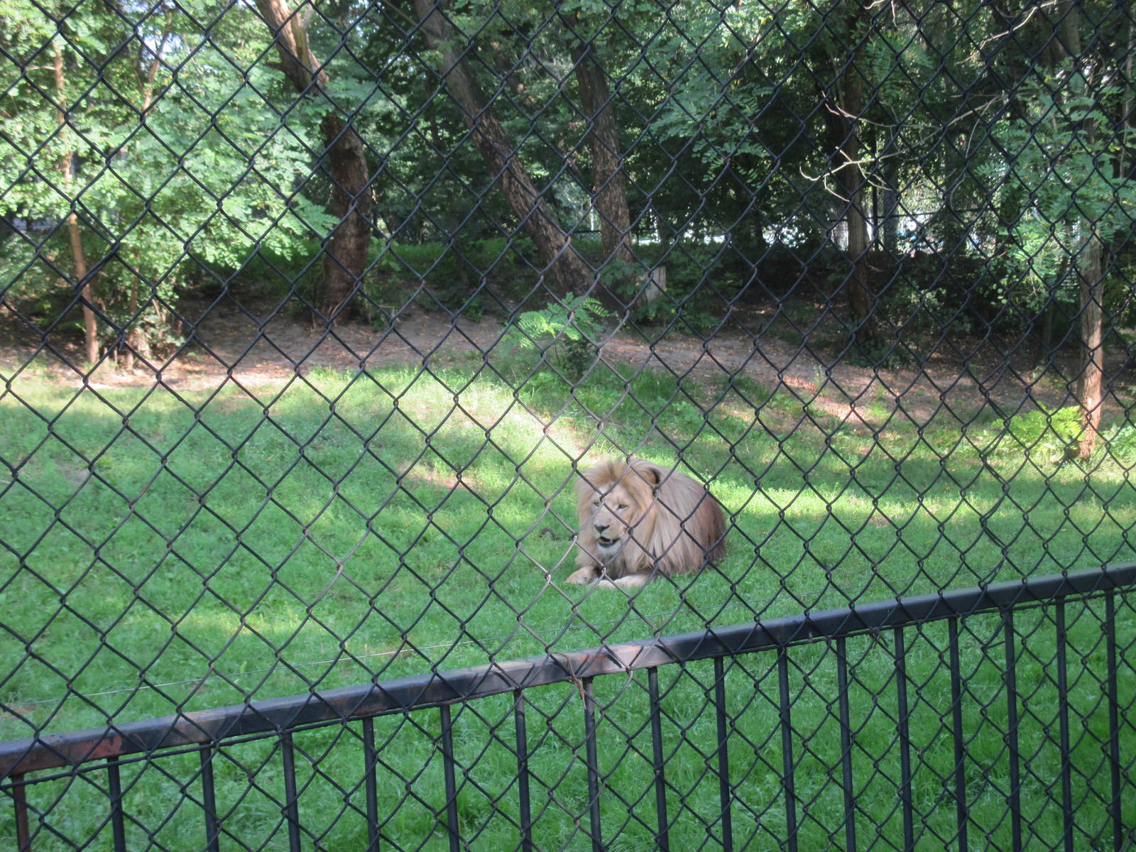 Katanga lion (Panthera leo bleyenberghi)