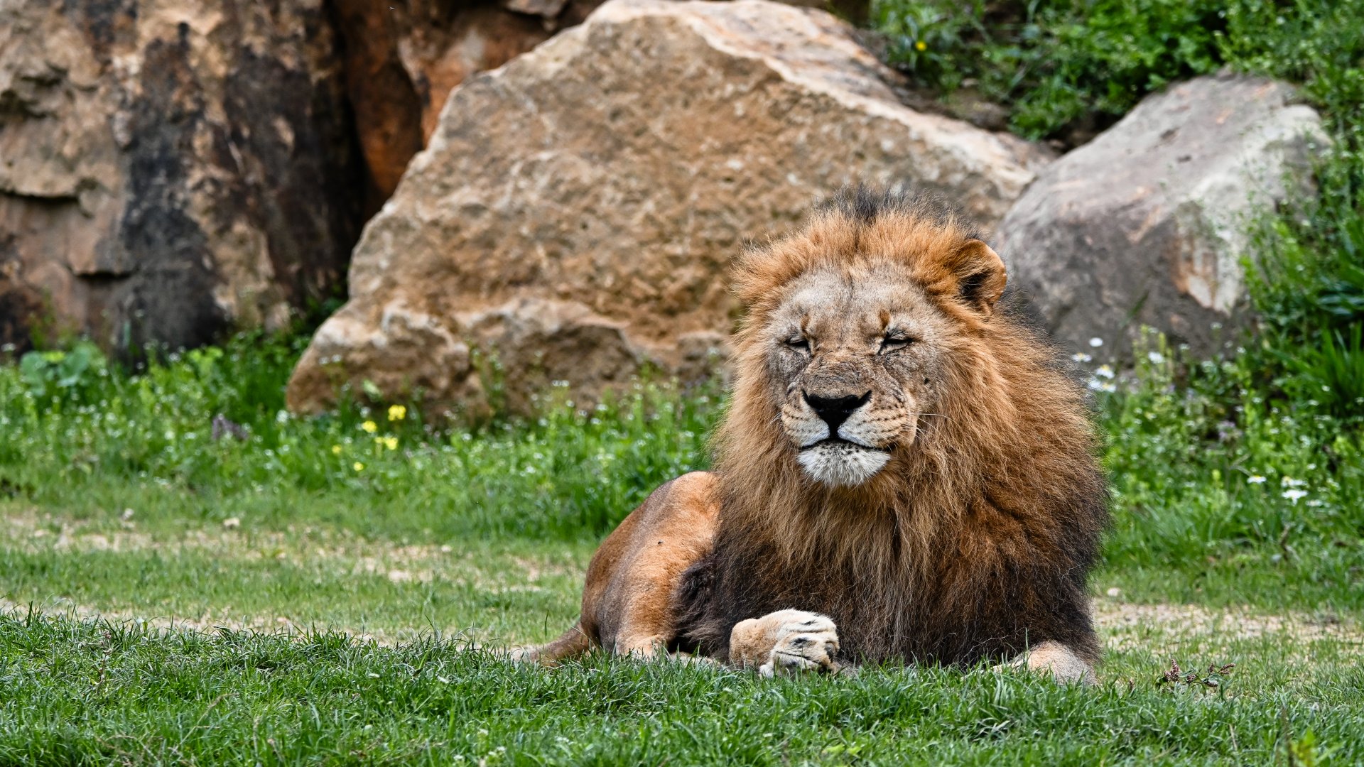 Katanga lion