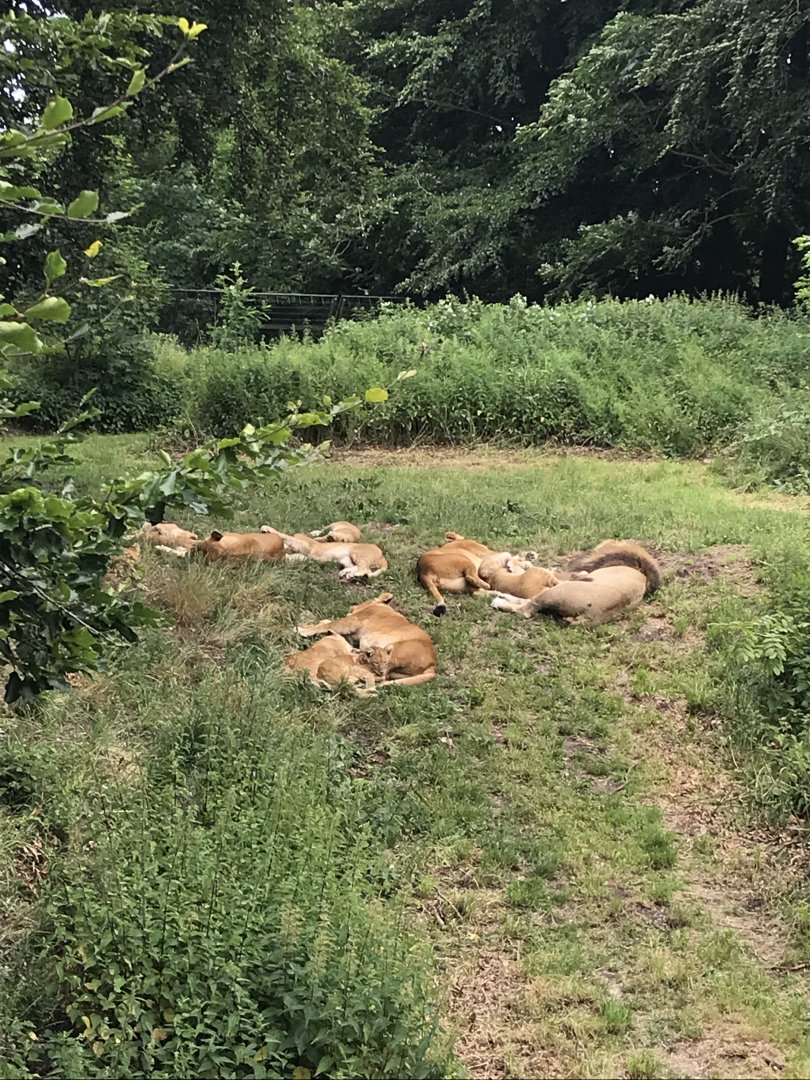 Katanga Lions (P.l. bleyenberghi = melanochiata) (7/6/25)