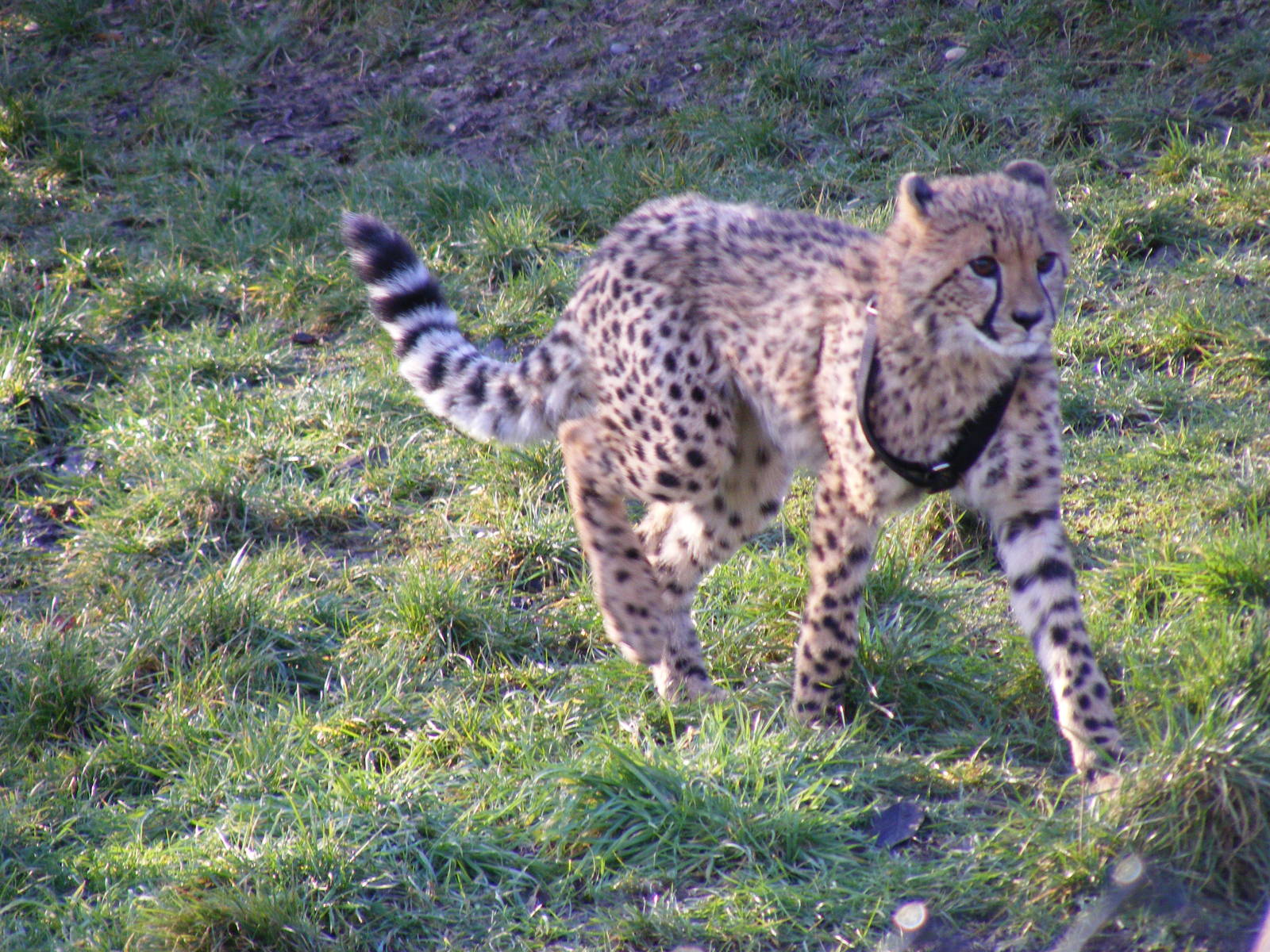 Katavi the cheetah cub in Cheetah Country exhibit at Colchester Zoo, 13 Feb