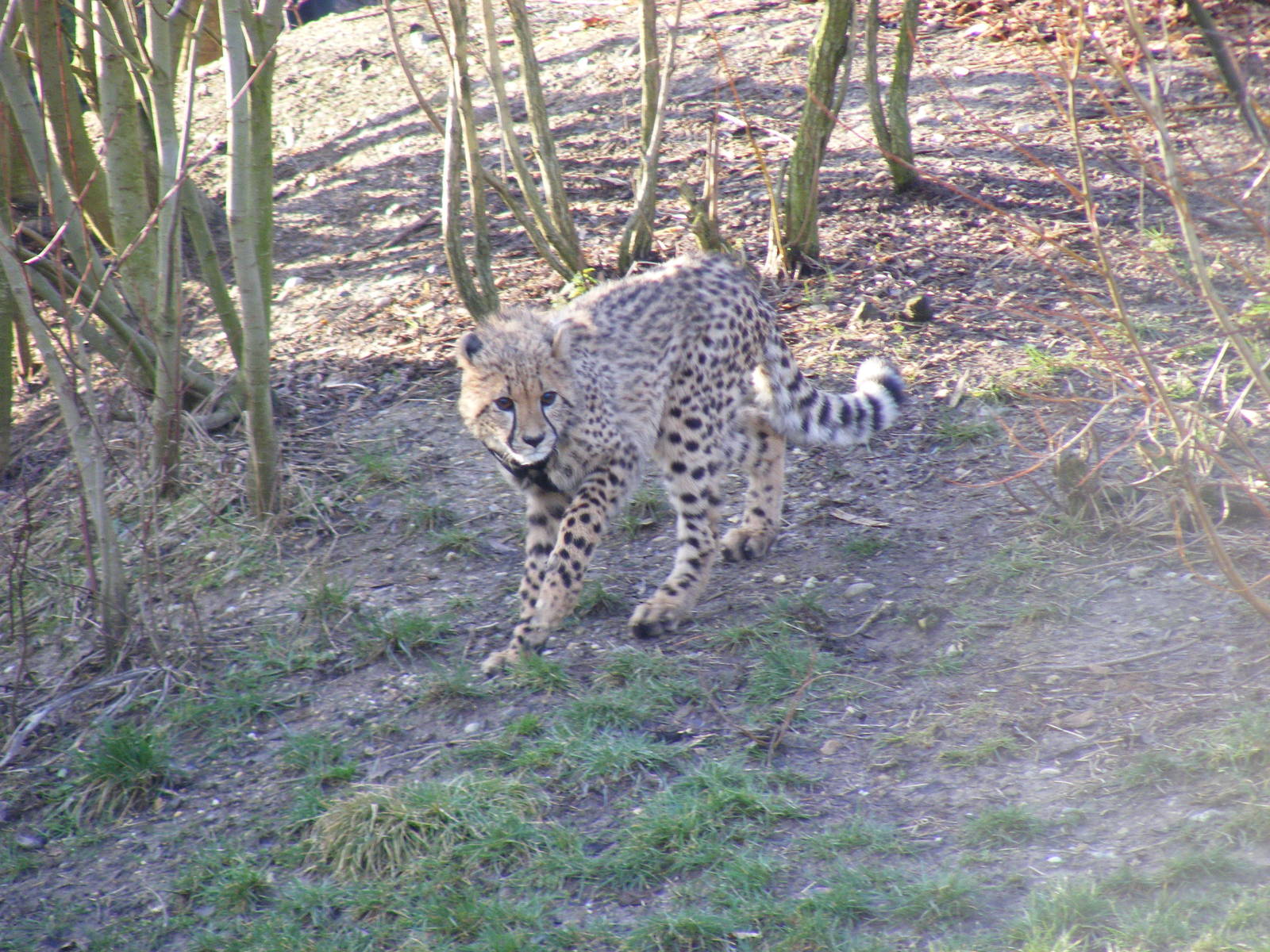 Katavi the cheetah cub in Cheetah Country exhibit at Colchester Zoo, 13 Feb